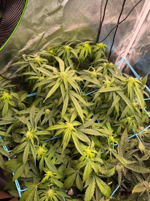 Fast buds RF3 mix. Week 7