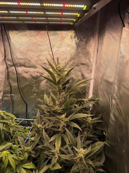 Fast buds RF3 mix. Week 7