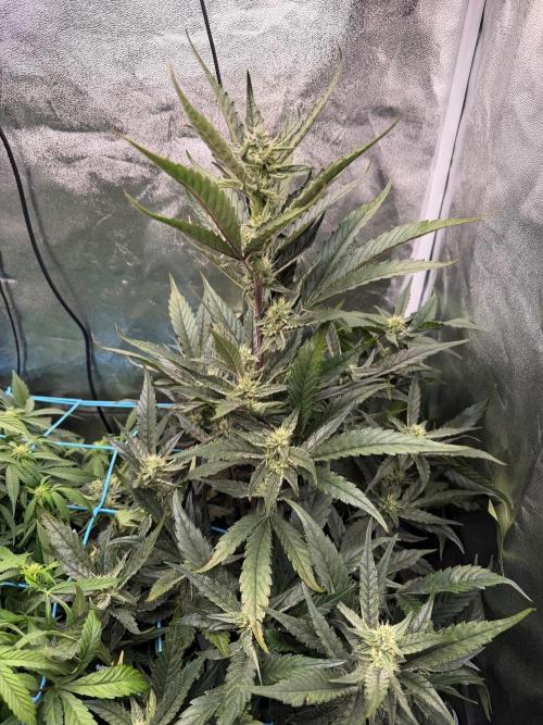 Fast buds RF3 mix. Week 7