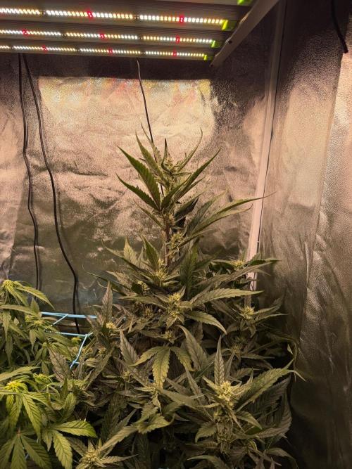 Fast buds RF3 mix. Week 7