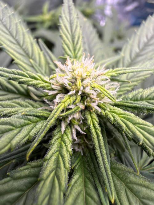 Fast buds RF3 mix. Week 7