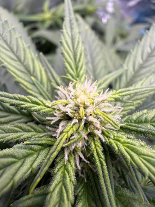 Fast buds RF3 mix. Week 7