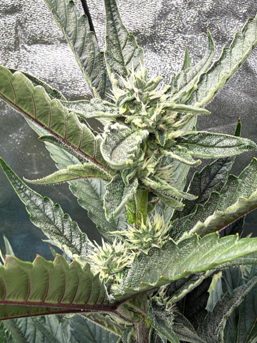 Fast buds RF3 mix. Week 7