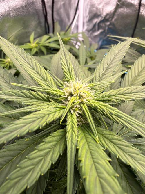 Fast buds RF3 mix. Week 7