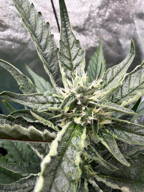 Fast buds RF3 mix. Week 7