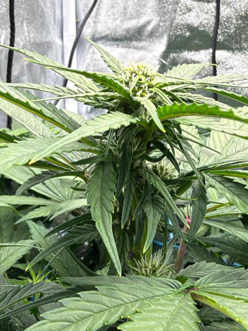 Fast buds RF3 mix. Week 7