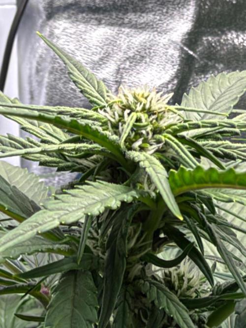 Fast buds RF3 mix. Week 7