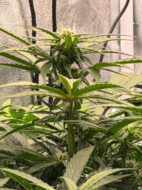 Fast buds RF3 mix. Week 7