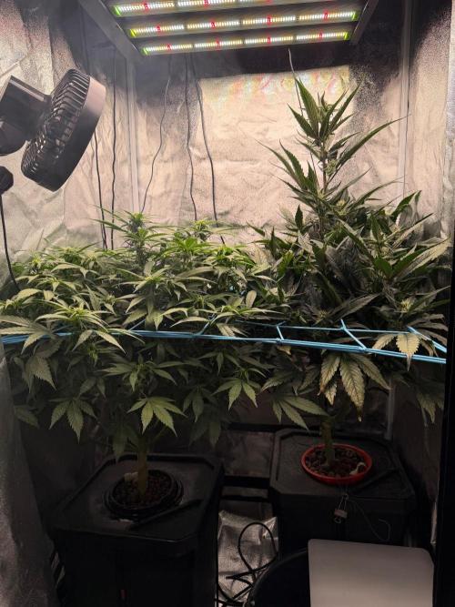 Fast buds RF3 mix. Week 7