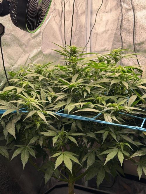 Fast buds RF3 mix. Week 7