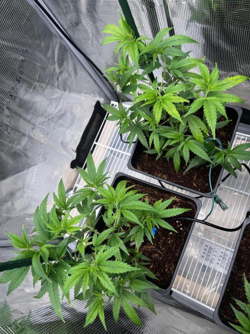 Wappa. Week 5