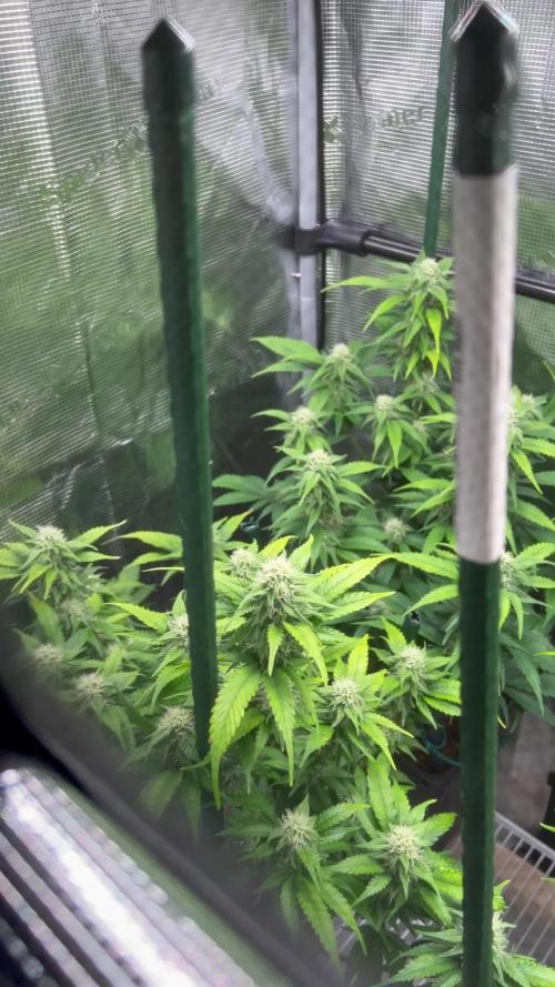 Wappa. Week 4