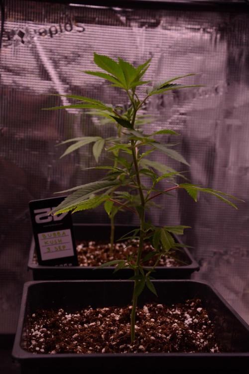Bubba Kush Clones. Week 1