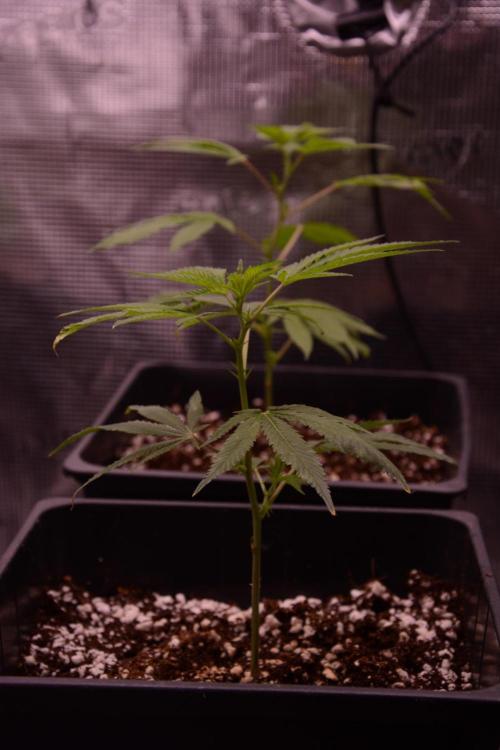 Bubba Kush Clones. Week 1