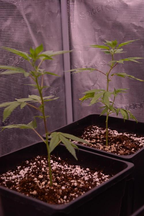 Bubba Kush Clones. Week 1