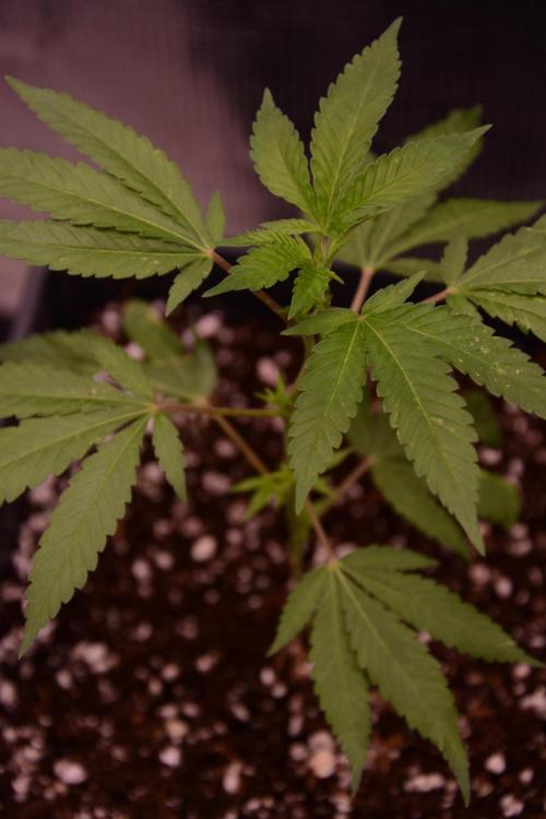 Bubba Kush Clones. Week 1