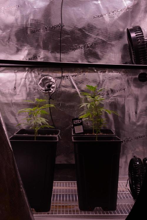 Bubba Kush Clones. Week 1