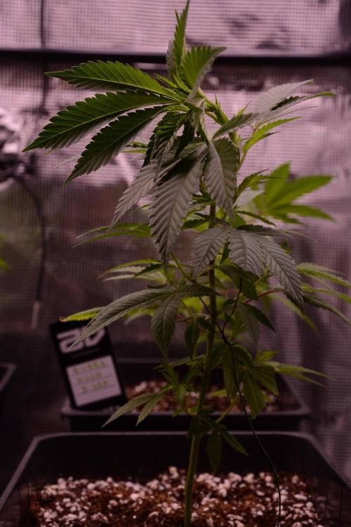 Bubba Kush Clones. Week 2