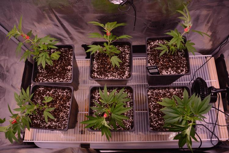 Bubba Kush Clones. Week 2