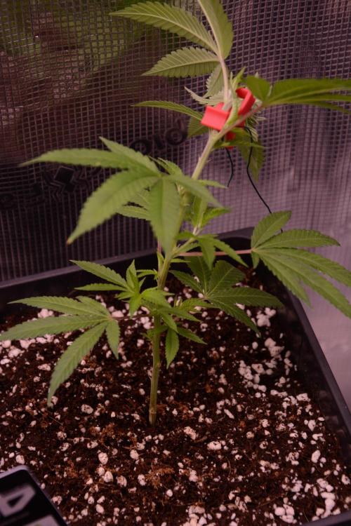 Bubba Kush Clones. Week 2