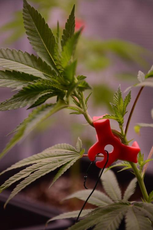 Bubba Kush Clones. Week 2