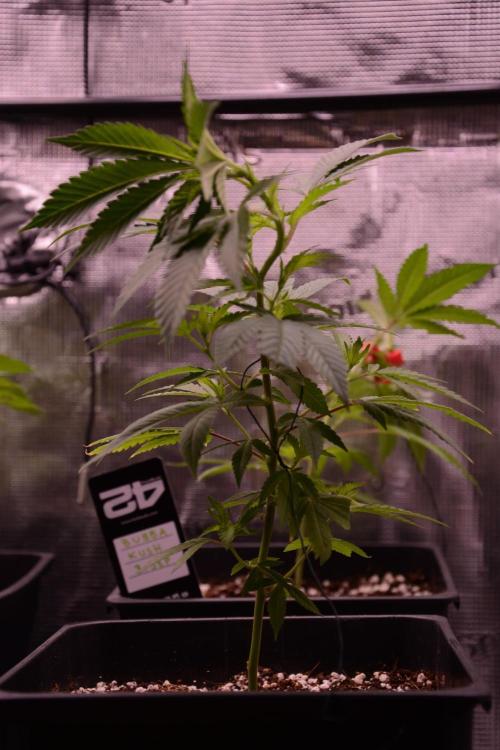 Bubba Kush. Week 2