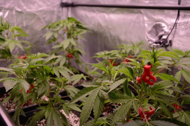 Bubba Kush Clones. Week 3