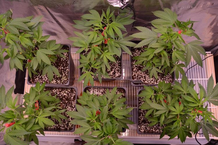 Bubba Kush Clones. Week 3