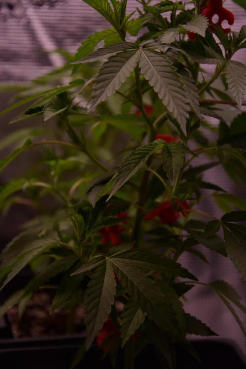 Bubba Kush Clones. Week 3