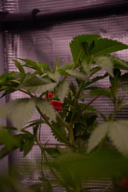 Bubba Kush Clones. Week 3
