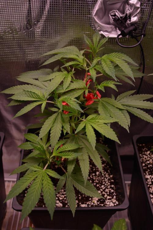 Bubba Kush Clones. Week 3