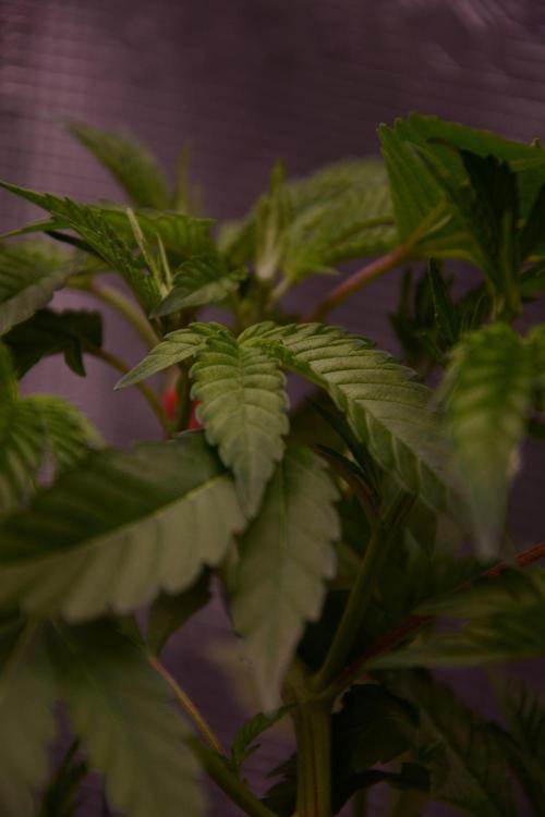 Bubba Kush Clones. Week 3