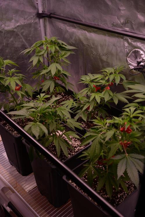Bubba Kush. Week 3