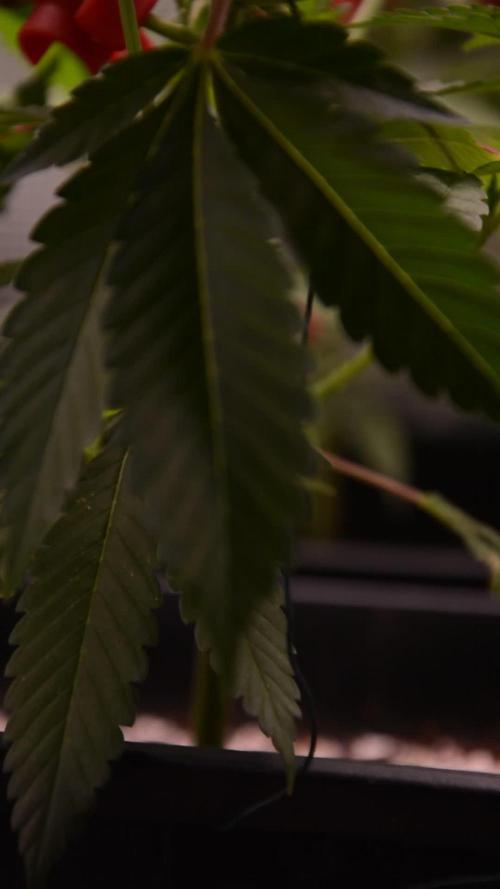 Bubba Kush Clones