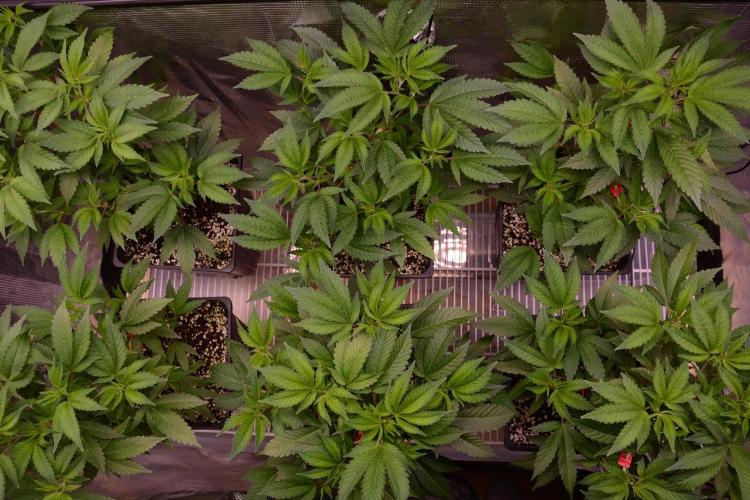 Bubba Kush Clones. Week 4