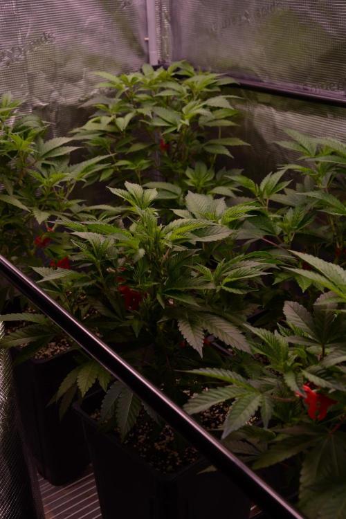 Bubba Kush Clones. Week 4