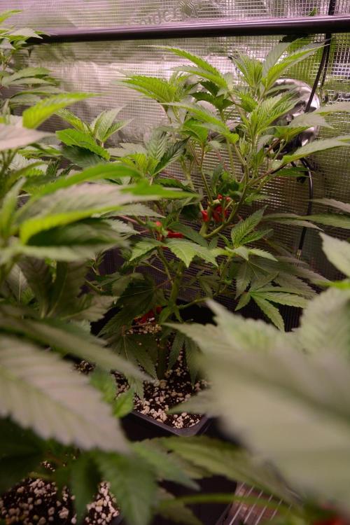 Bubba Kush Clones. Week 4