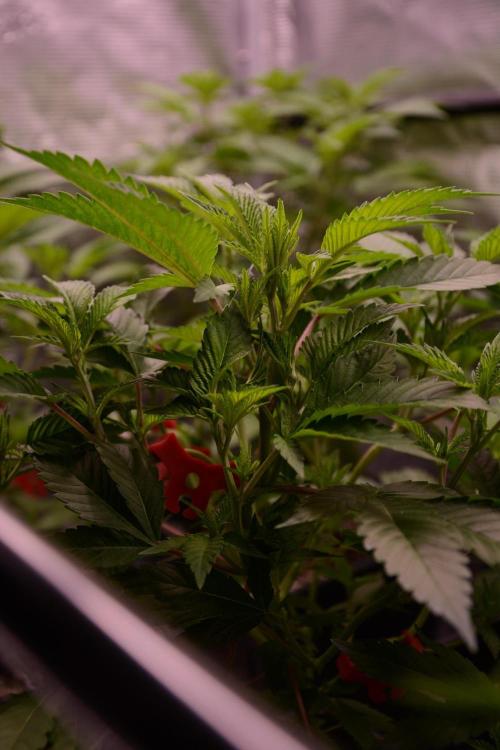 Bubba Kush Clones. Week 4