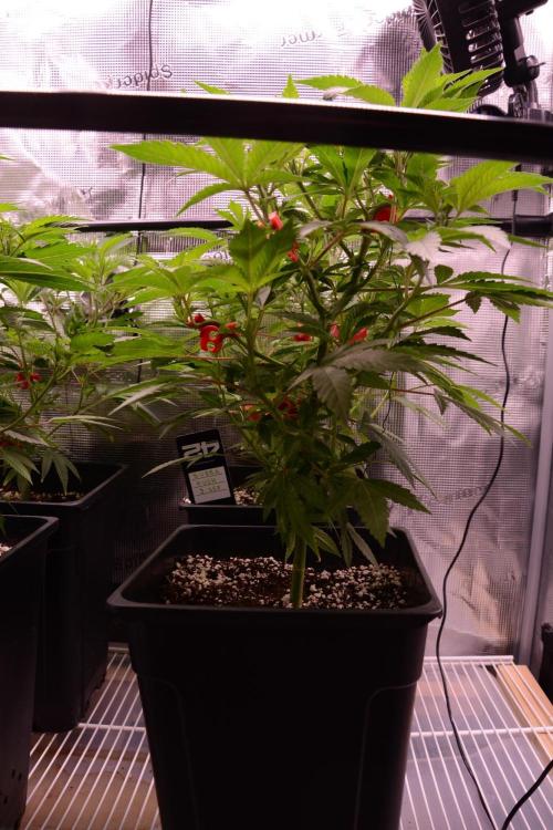 Bubba Kush Clones. Week 4