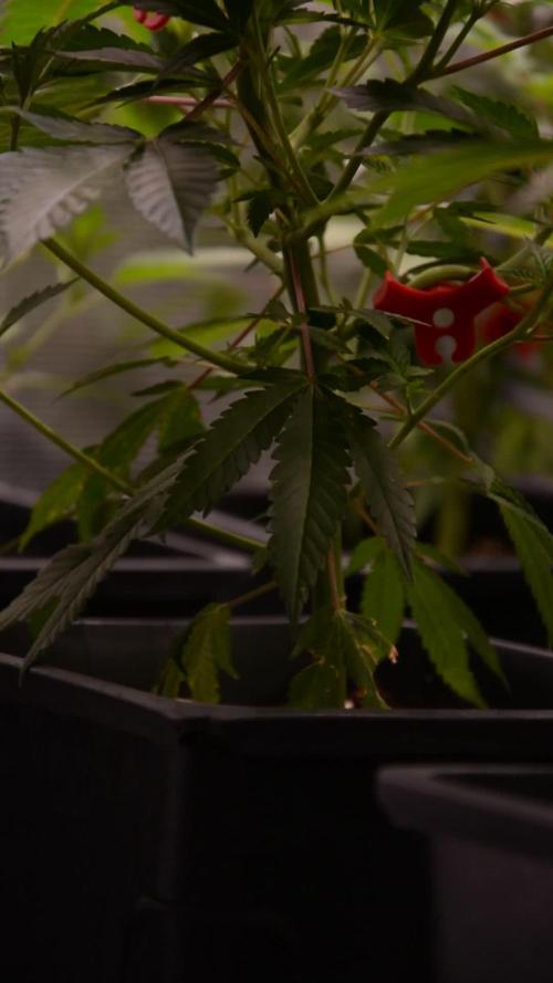 Bubba Kush Clones