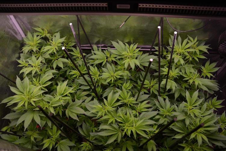 Bubba Kush Clones. Week 5