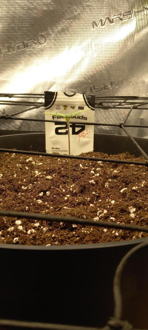 Kusher0492!. Week 0 - 6dagen 
verder sinds planten van t zaad💪🏼💪🏼
Superzaad!!