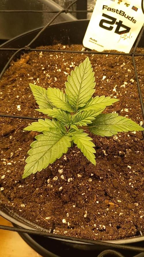 Kusher0492!. Week 0 - 13 dagen oud 😍💪🏼