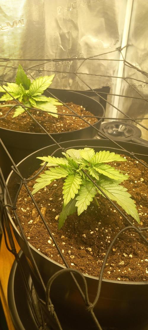 Kusher0492!. Week 1