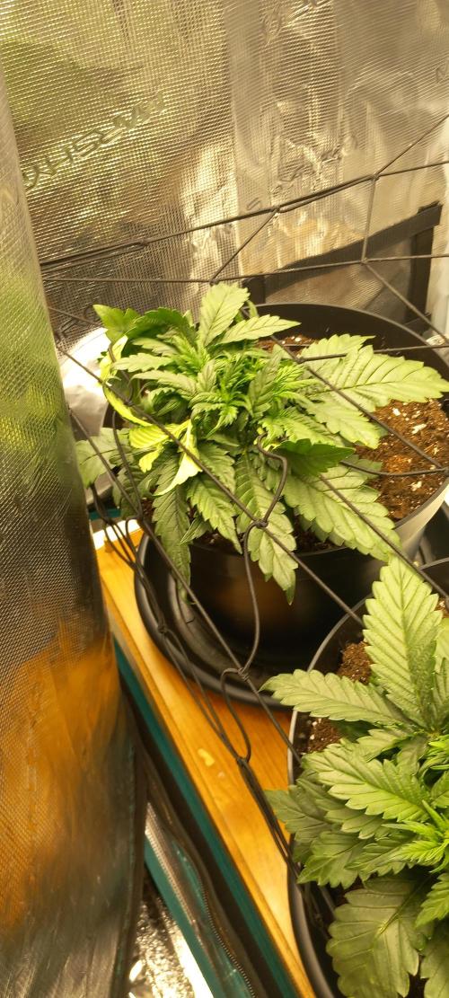Kusher0492!. Week 4