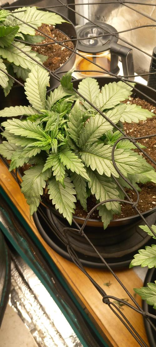 Kusher0492!. Week 4