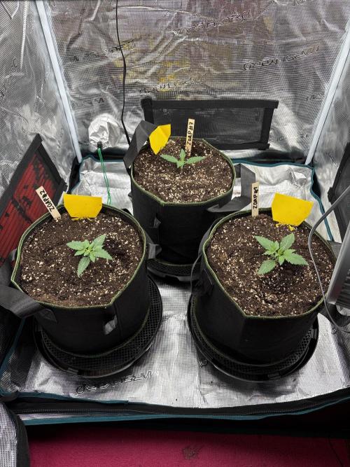 Zoap verzweiflungsgrow. Week 2