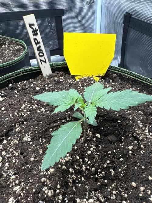 Zoap verzweiflungsgrow. Week 2