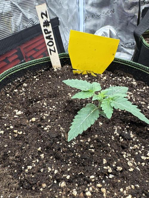 Zoap verzweiflungsgrow. Week 2