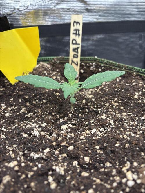 Zoap verzweiflungsgrow. Week 2
